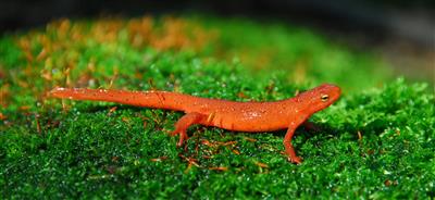 salamander